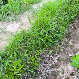 All Steel Handheld Rake Planting Tool