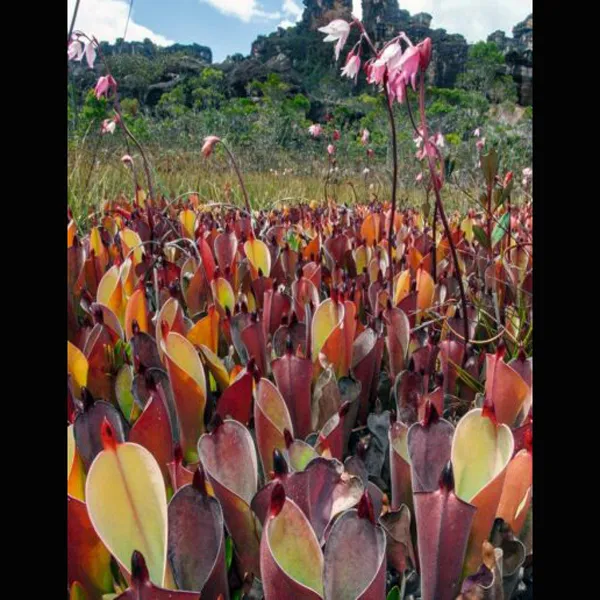 Plants of the Lost World, Redfern Press
